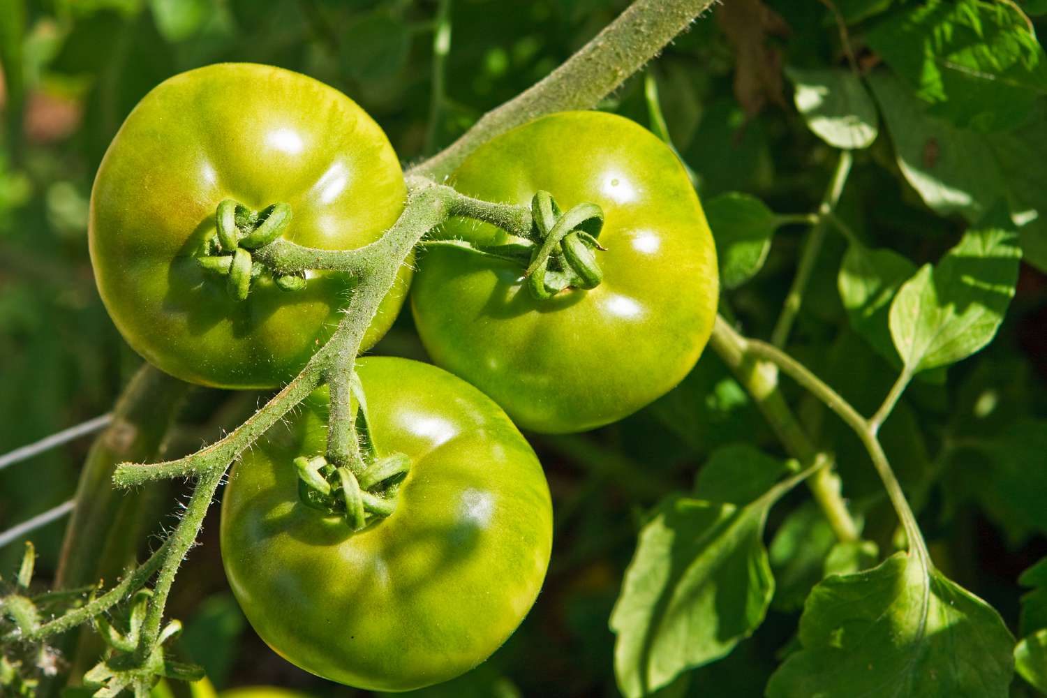 Ripening Green Tomatoes: Expert Tips for Your Fall Garden